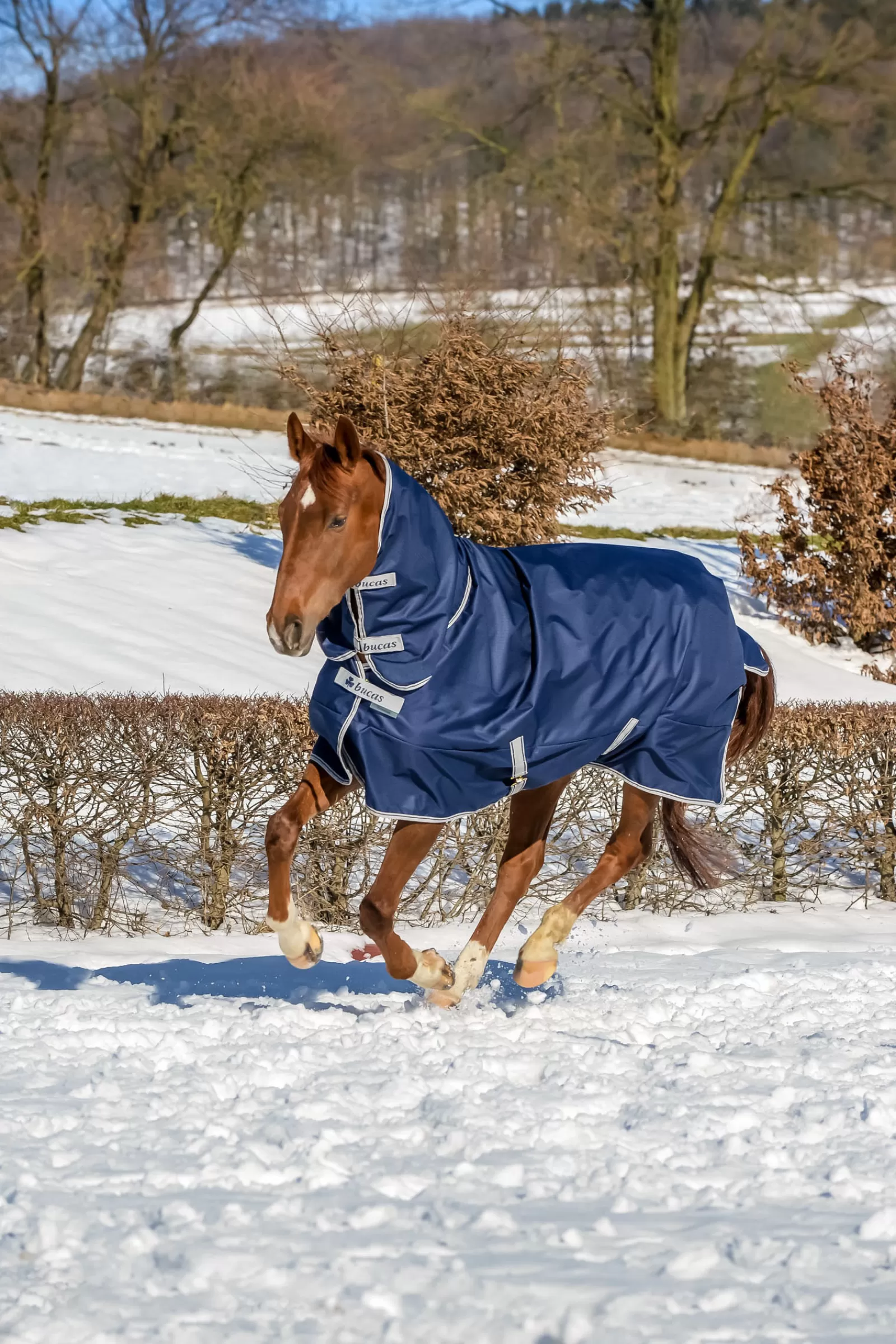 Freedom Coperta Da Turnout Con Collo Alto 150G (Coperta)/150G (Collo)>bucas New