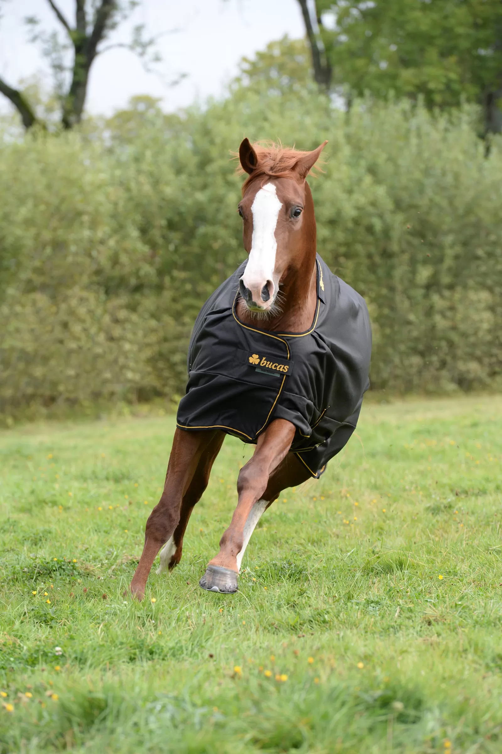 Irish Coperta Da Turnout Extra Classic, 300G>bucas Clearance