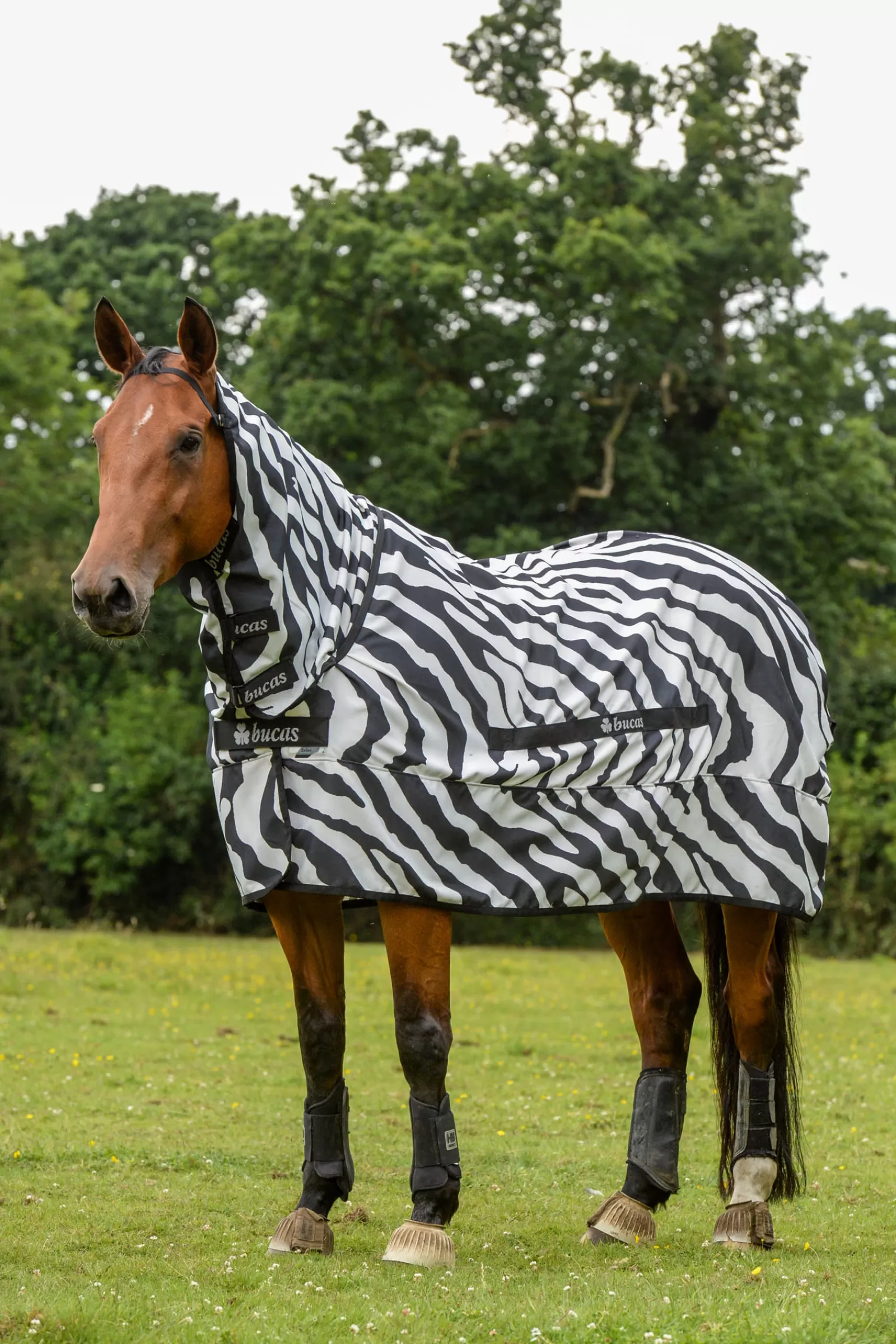 Zebra Coperta Antiprurito, Antimosche E Antieczema Con Collo Alto Inamovibile>bucas Clearance