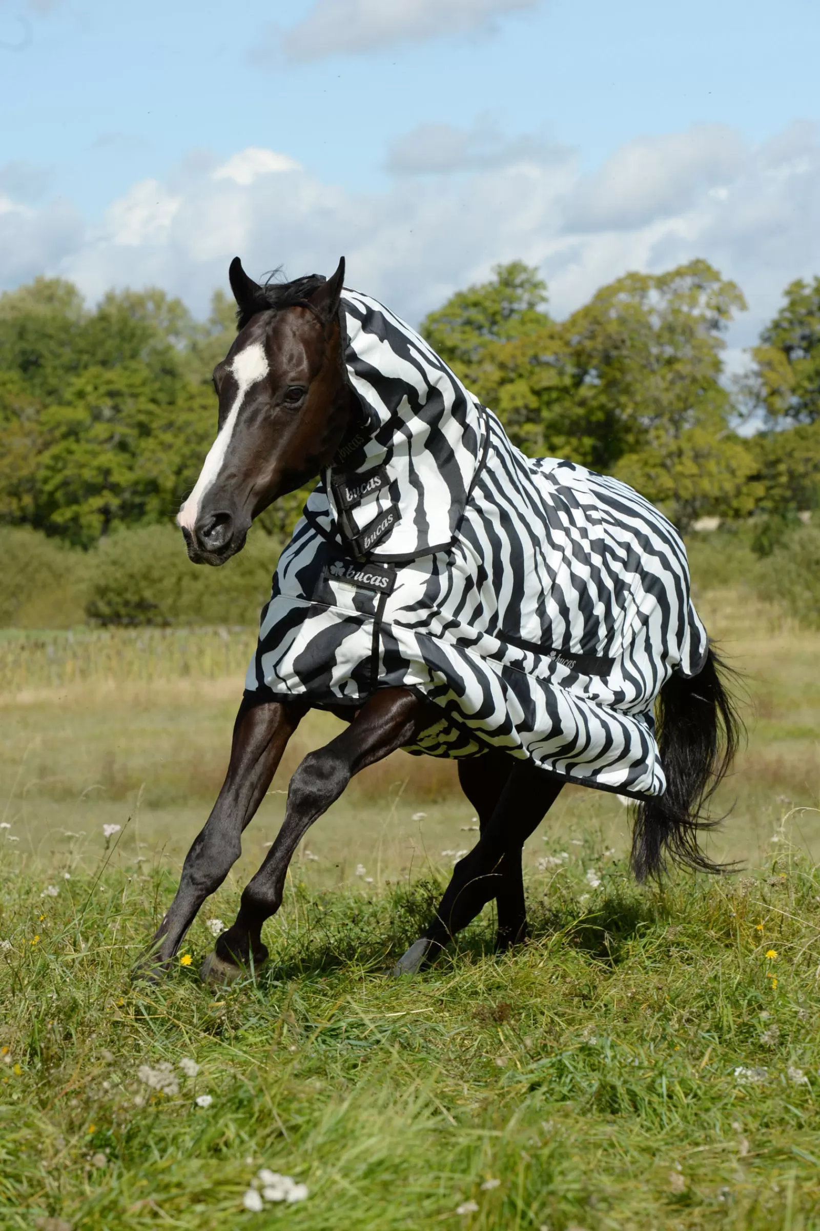 Zebra Coperta Antiprurito, Antimosche E Antieczema Con Collo Alto Inamovibile>bucas Clearance