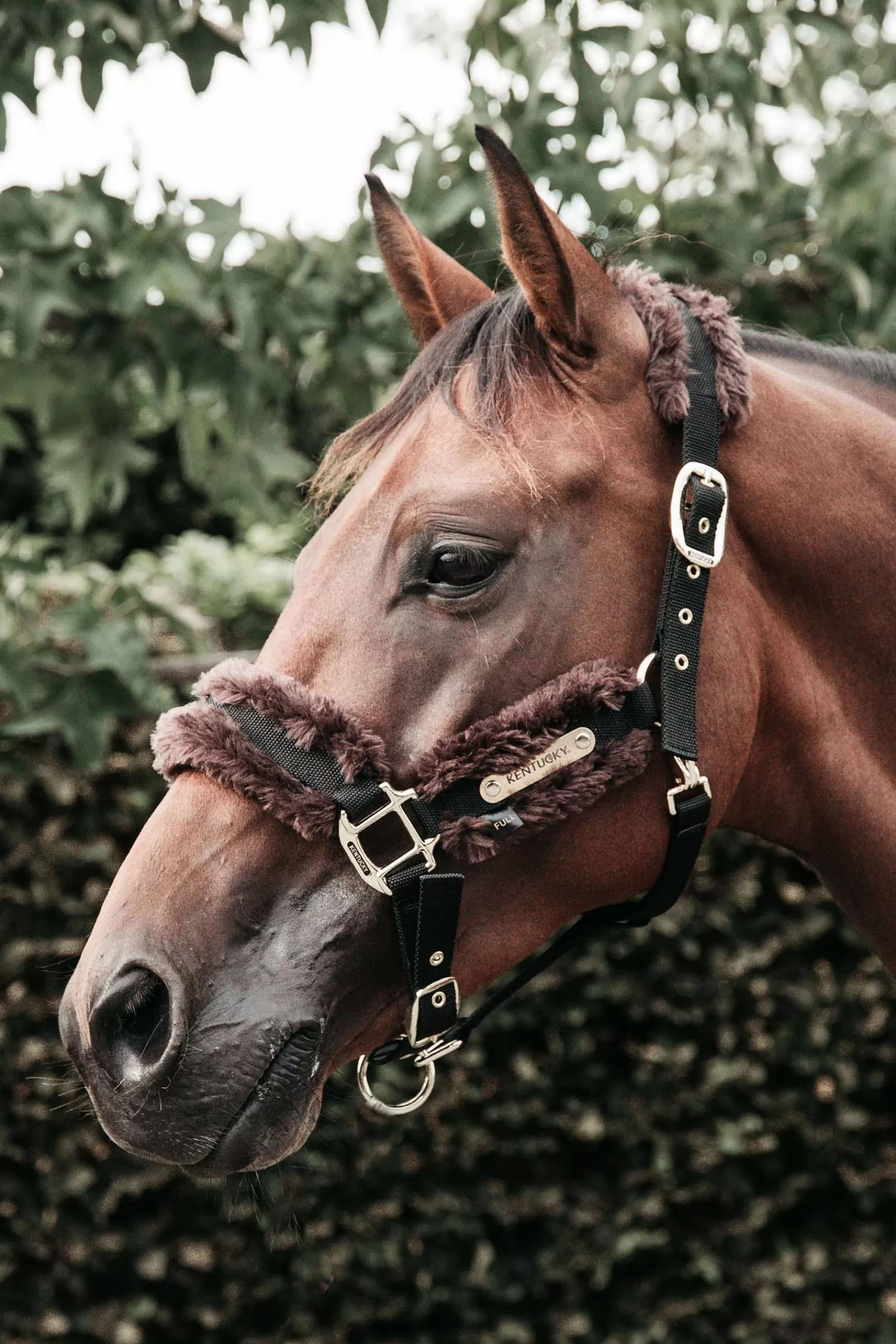 Capezza In Pelle Di Pecora Di Nylon Horsewear>kentucky Sale