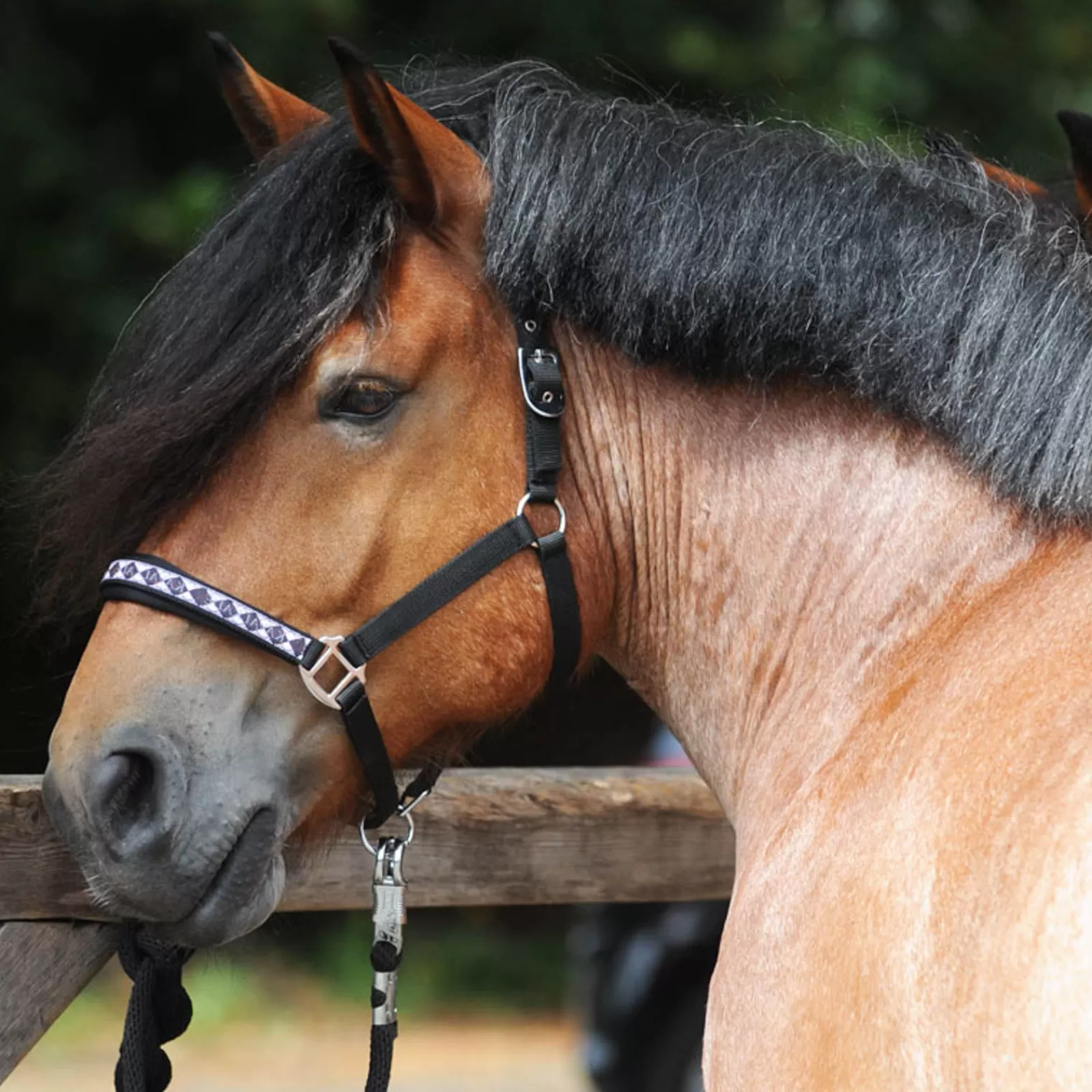 Cavezza Classica Per Cavallo Da Tiro >kavalkade Clearance