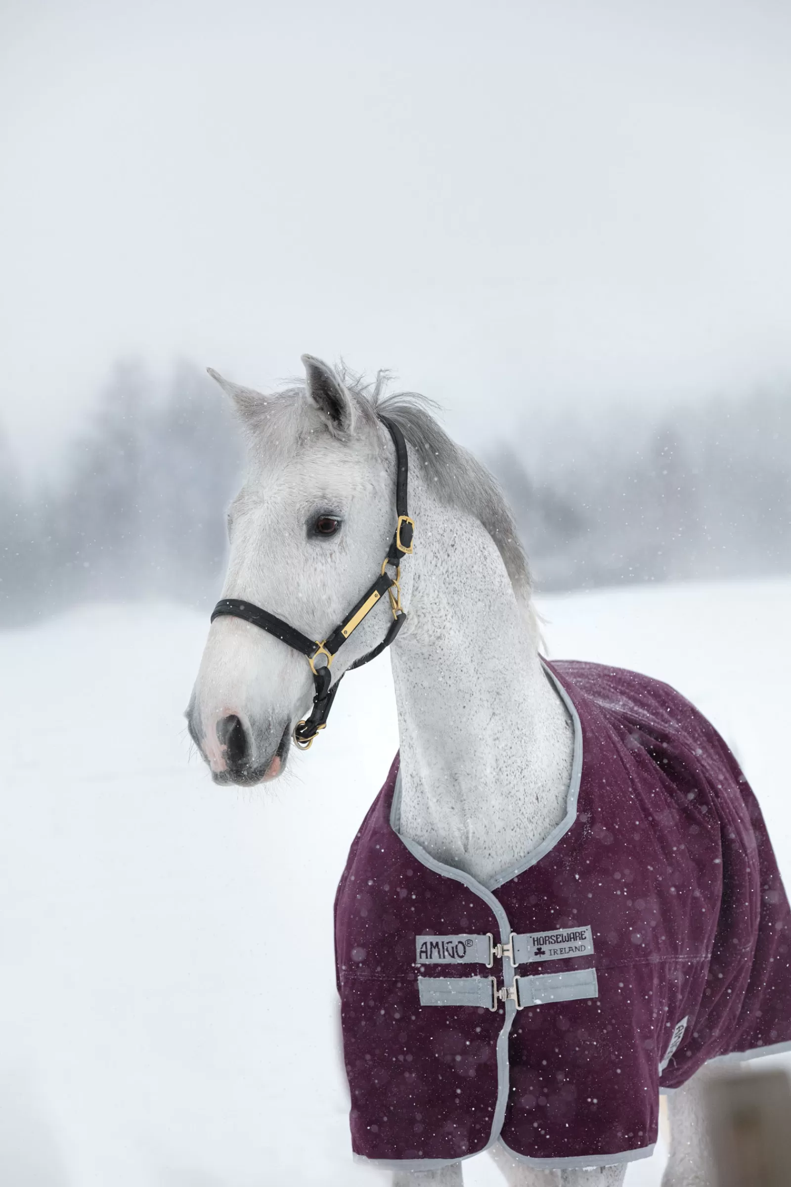 Coperta Per Turnout Amigo Hero Ripstop, 200 G>horseware Fashion