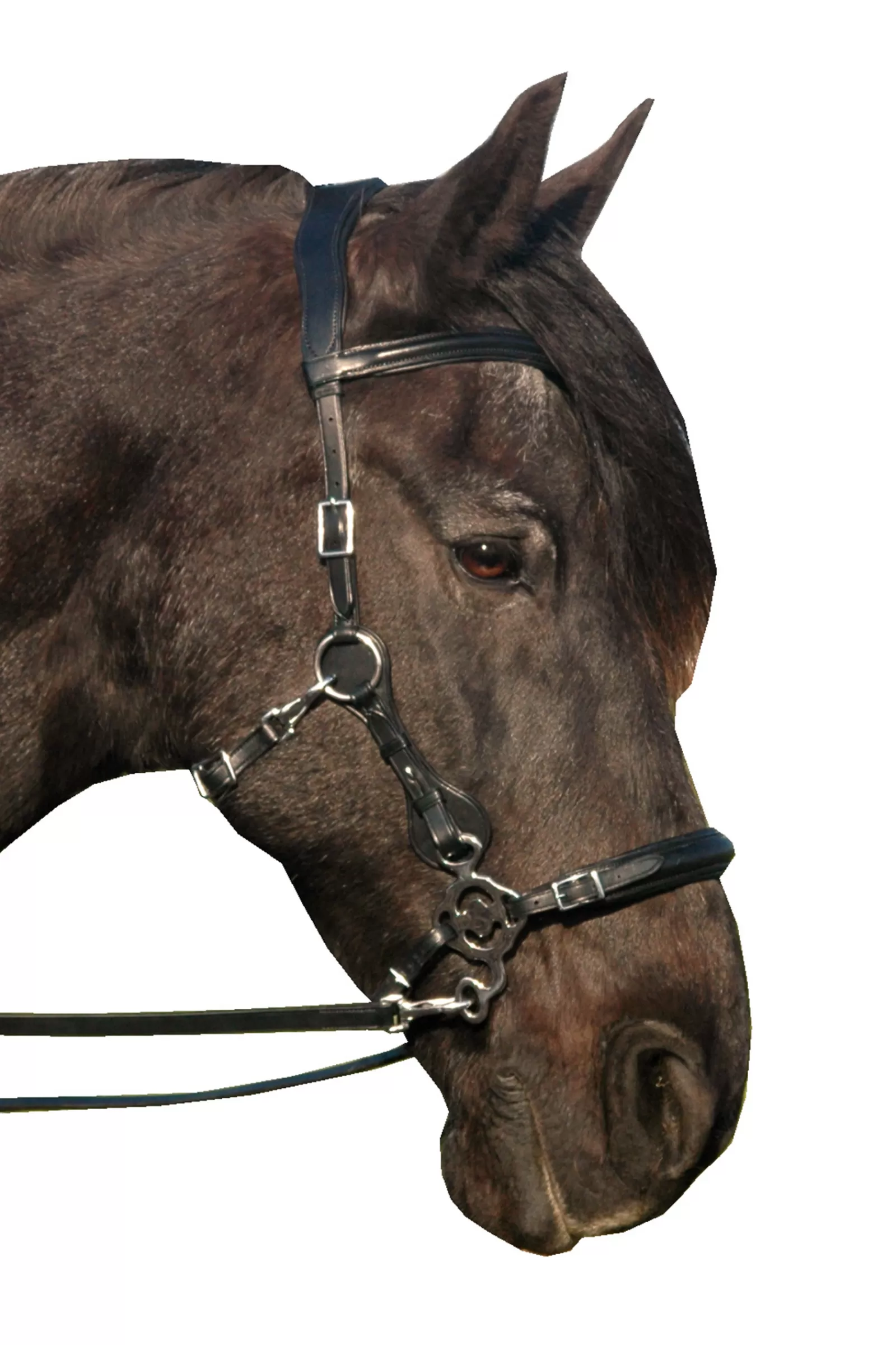 fra Briglie E Chiudibocca | Calli Hackamore Bridle (Syst.2) Con Cinghie Per Mascelle, Forbici E Redini Black