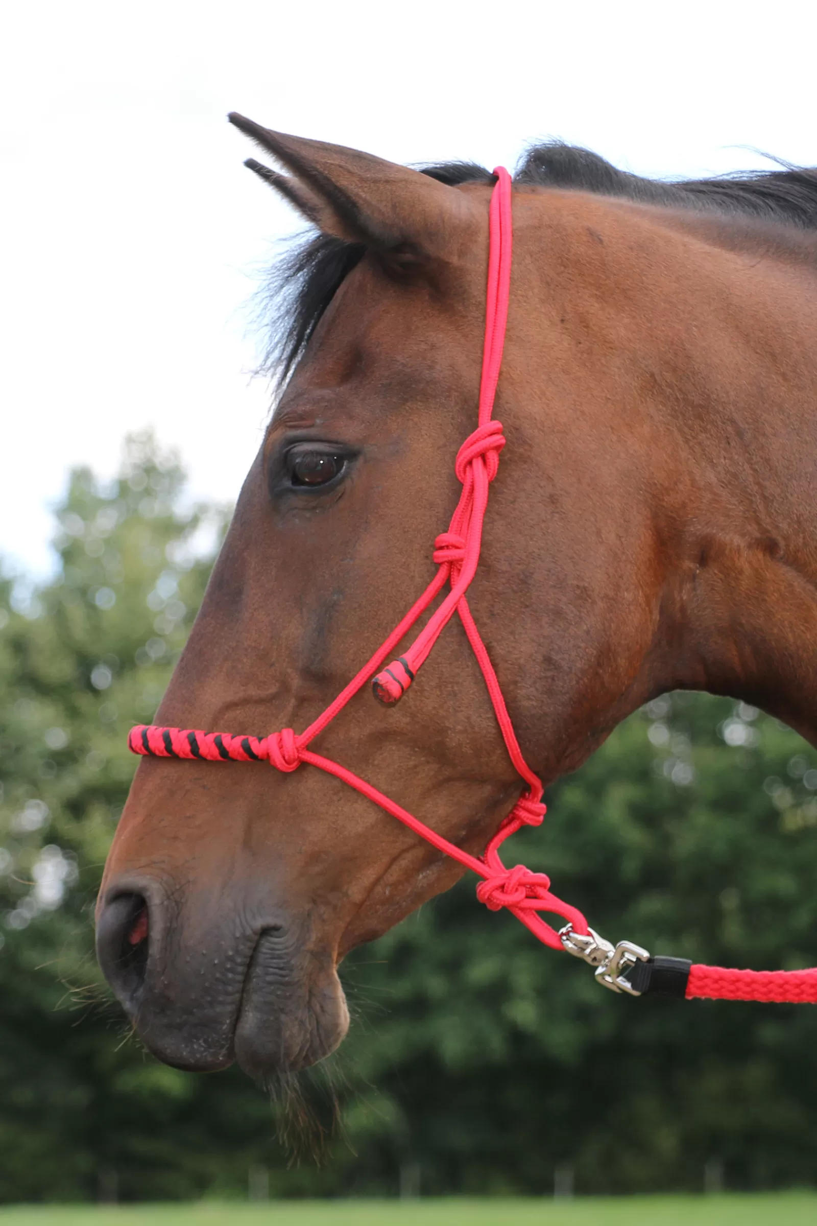 Jabar Training Rope Halter 8Mm (System 3) W/ Braided Noseband>fra Store