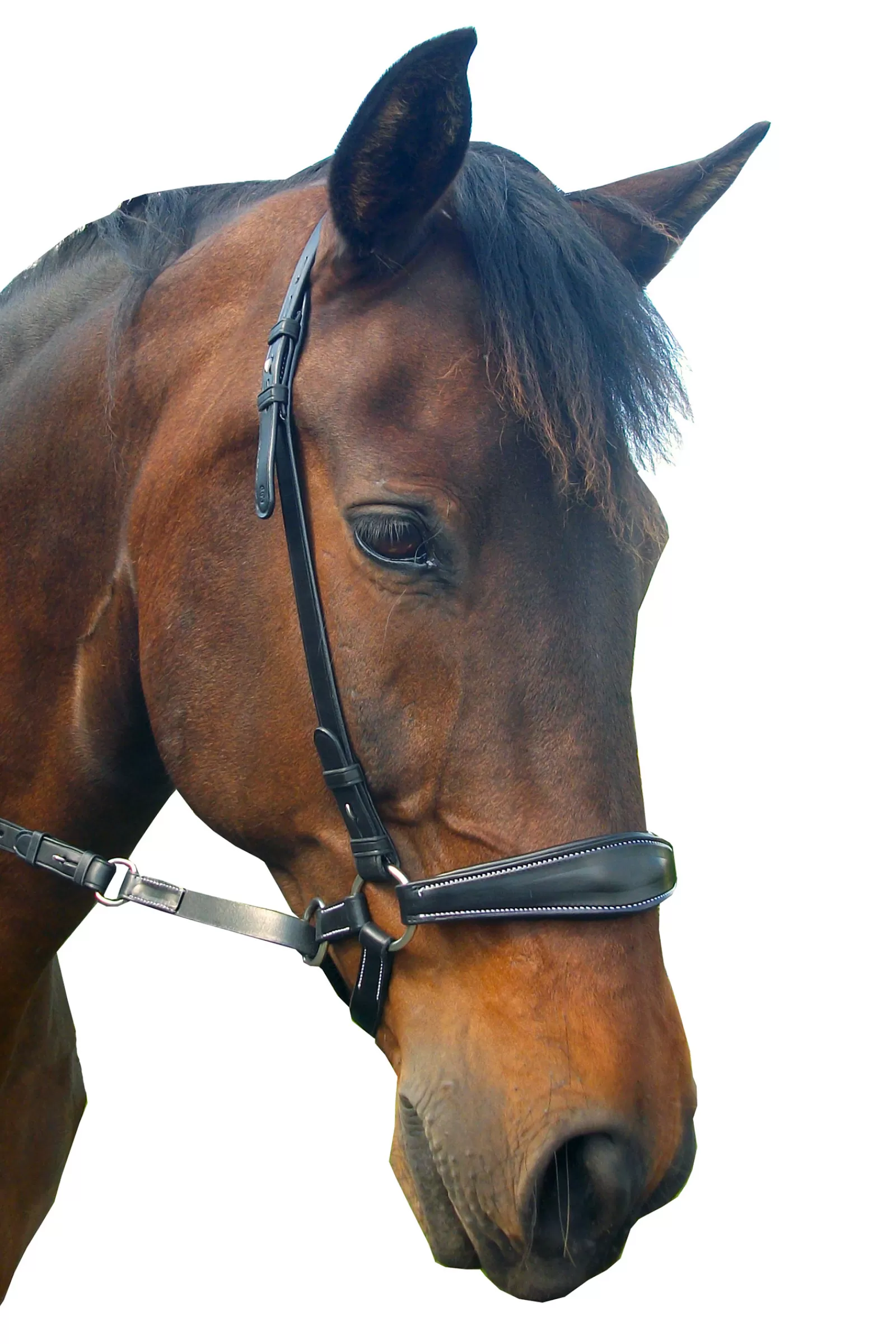 fra Briglie E Chiudibocca | Lami Bitless Bridle (Sistema 4) Con Redini E Studhook Connect Black