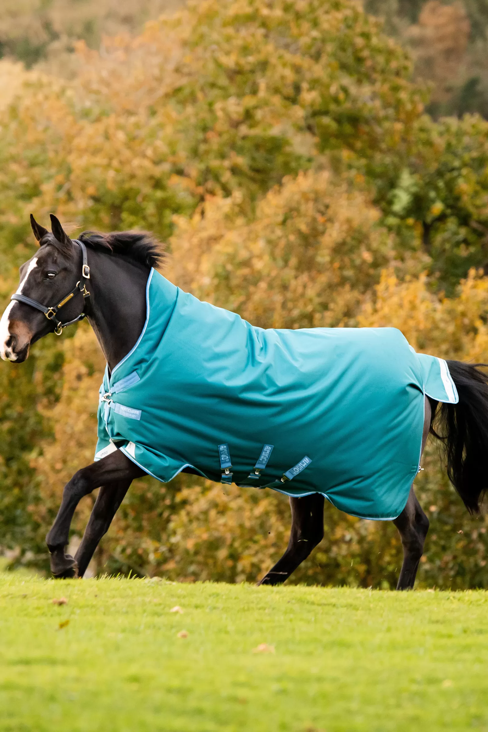 Amigo Bravo 12 Coperta Da Turnout Con Collo Alto>horseware Discount