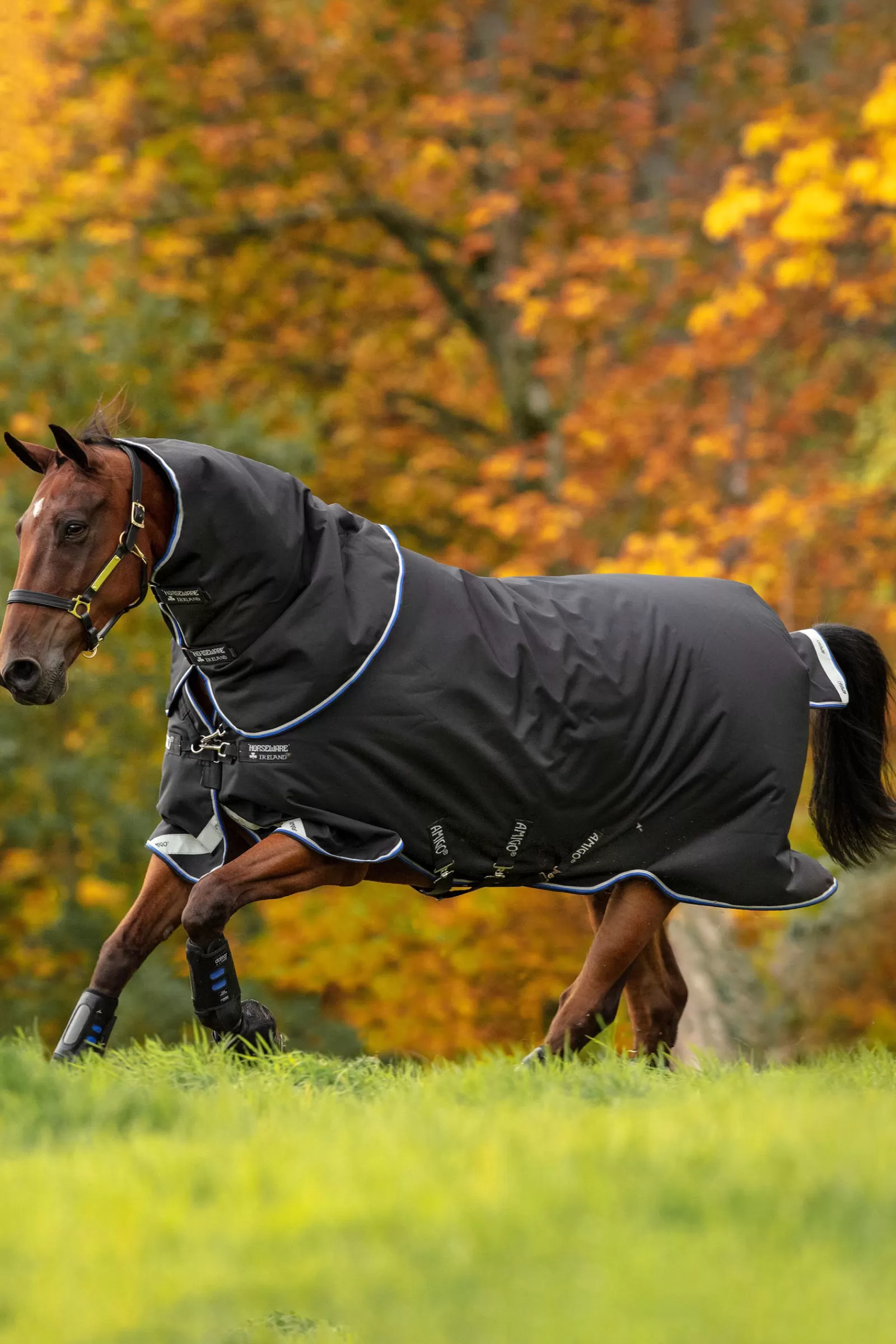 Amigo Bravo 12 Plus Coperta Da Turnout Con Collo Rimovibile, 250 Gr>horseware Cheap