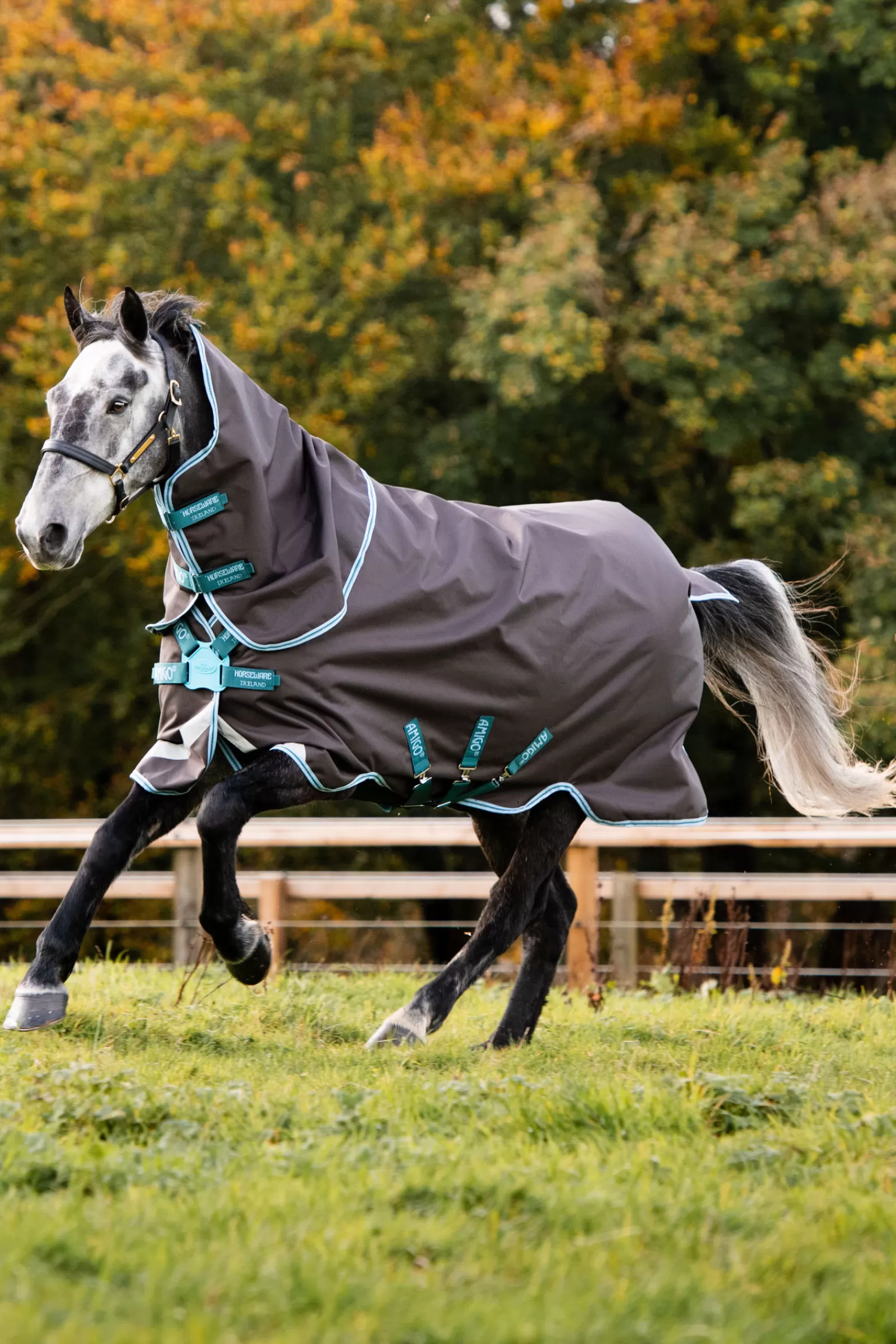 Amigo Bravo 12 Plus Disc Coperta Da Turnout, 250 Gr>horseware Store