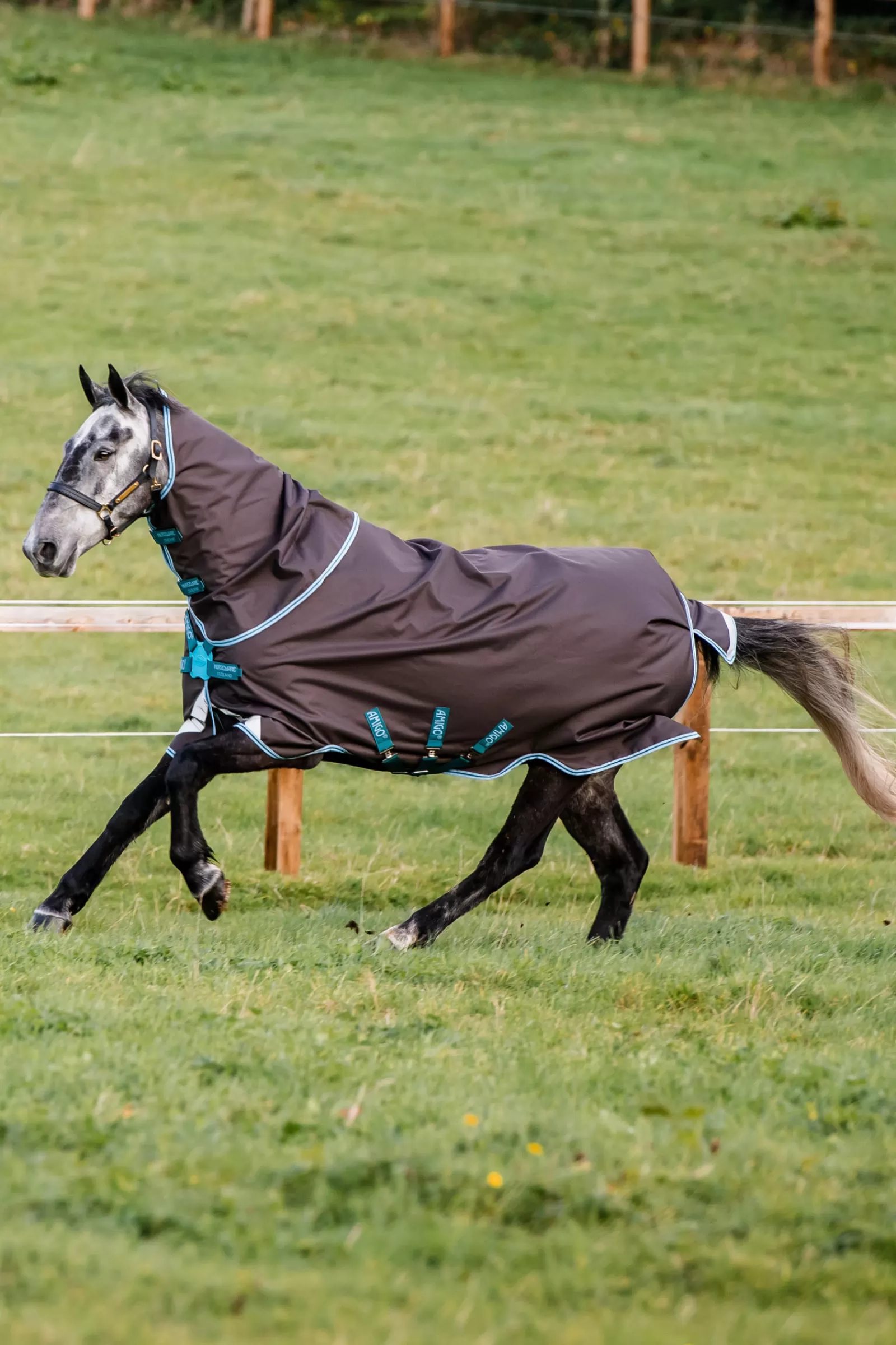 Amigo Bravo 12 Plus Disc Coperta Da Turnout, 250 Gr>horseware Store