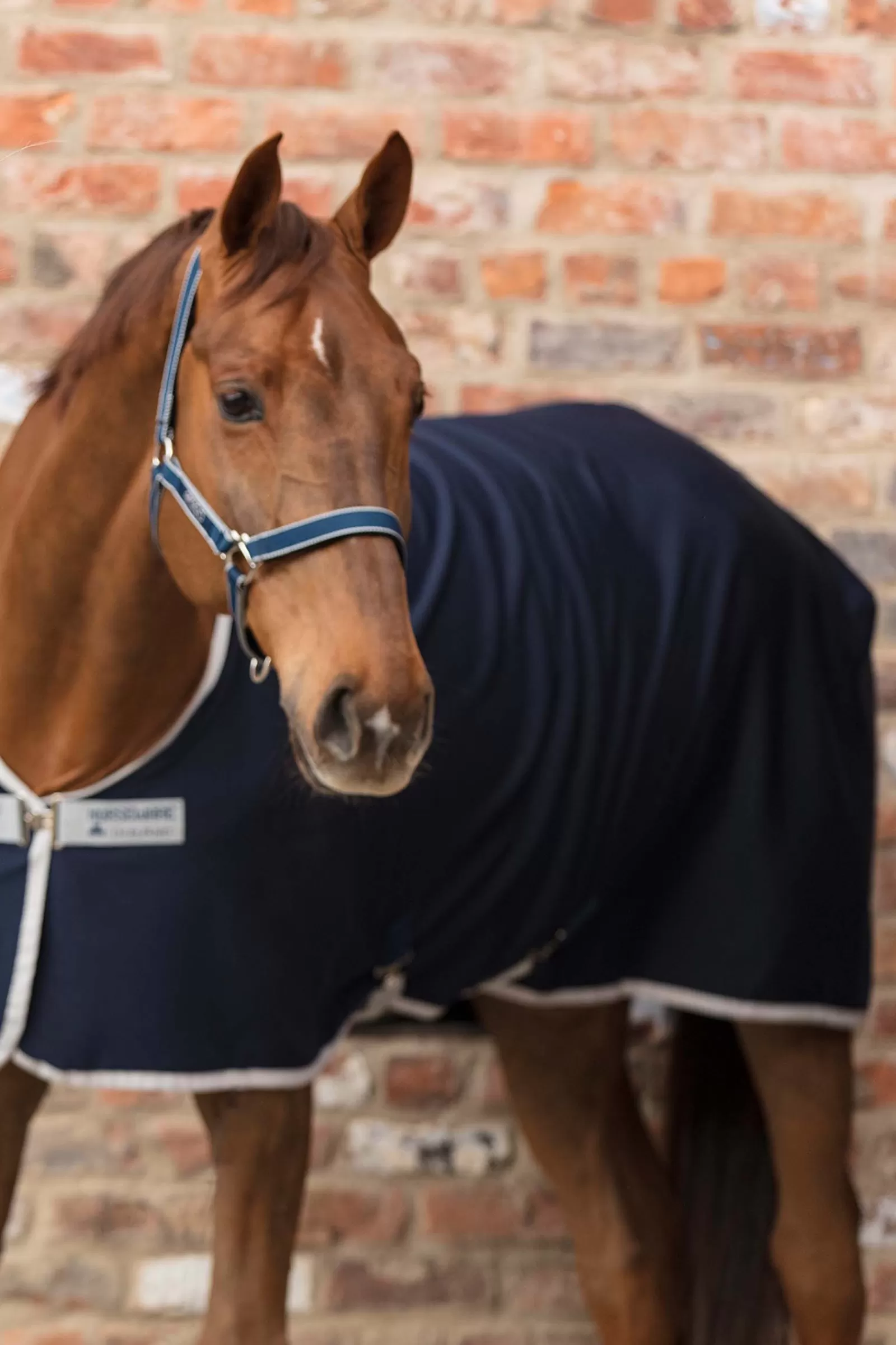 Amigo Cavezza>horseware Flash Sale