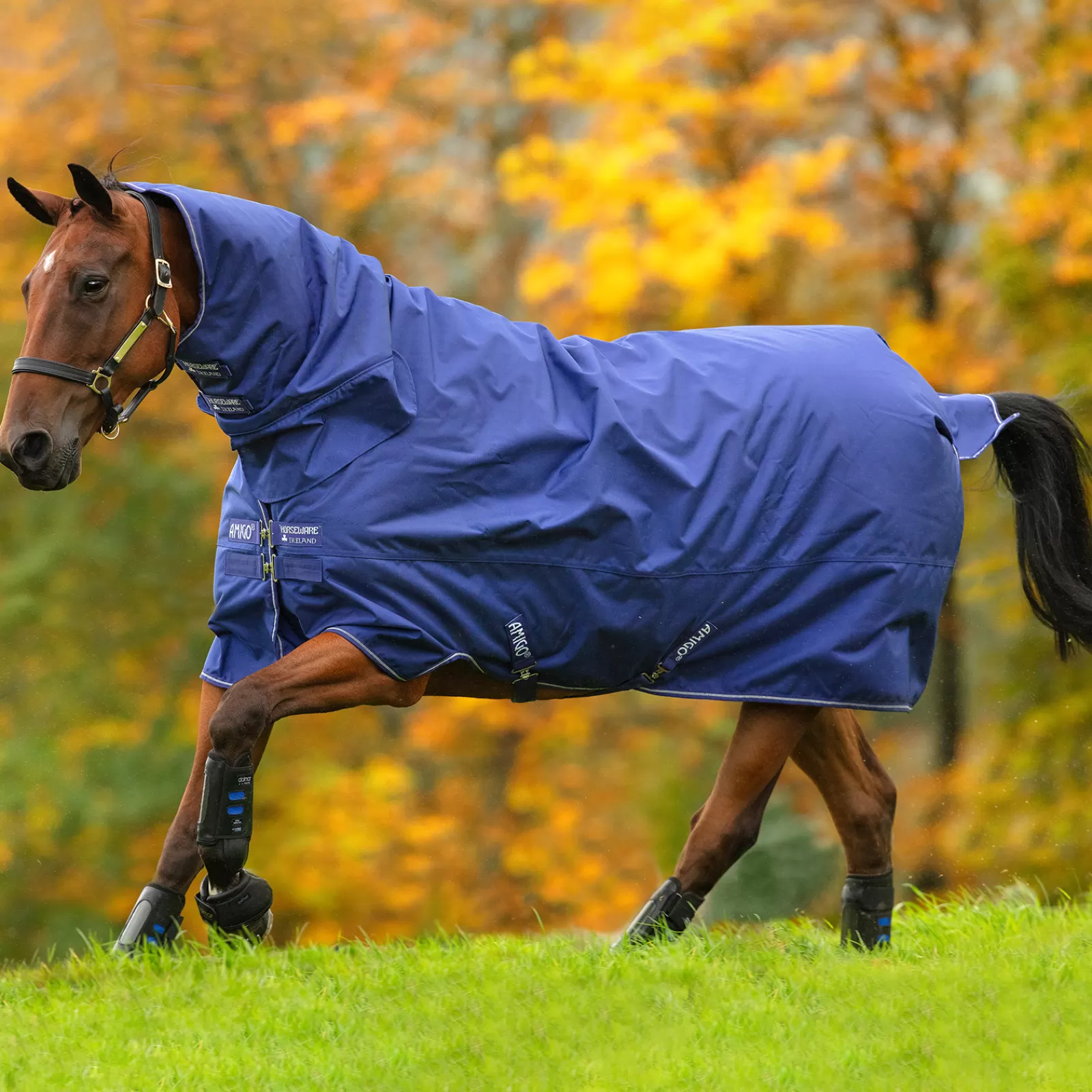 Amigo Hero 900 All-In-One Turnout Incl. Cappuccio Integrato, 200G>horseware Discount