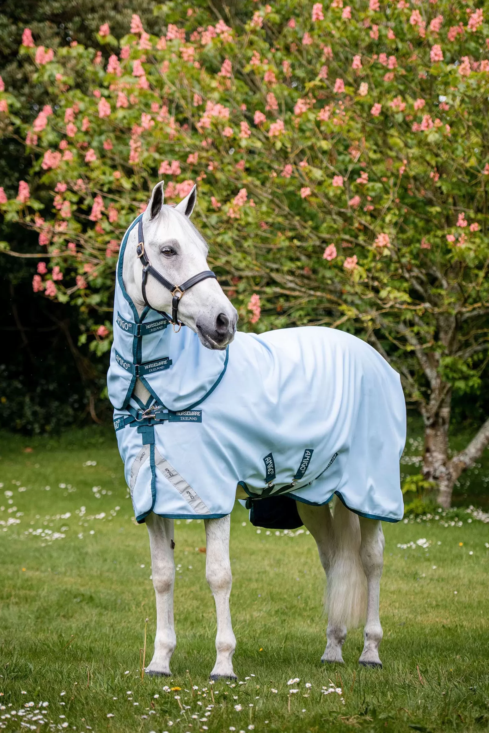 Amigo Plant Dye Coperta Da Turnout, 50 Gr>horseware Flash Sale