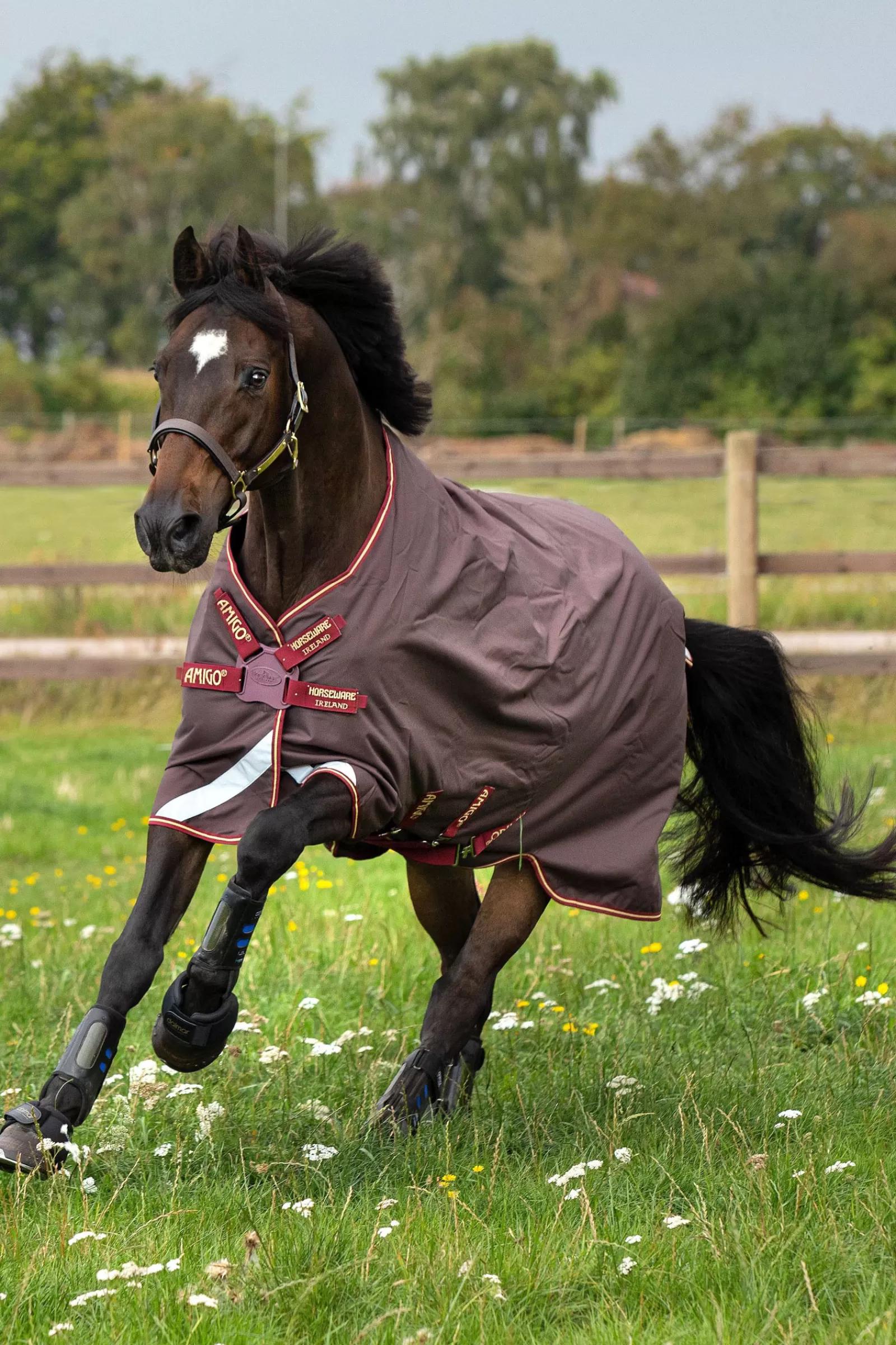 Coperta Da Turnout Amigo Bravo Disc, 0 Gr>horseware New