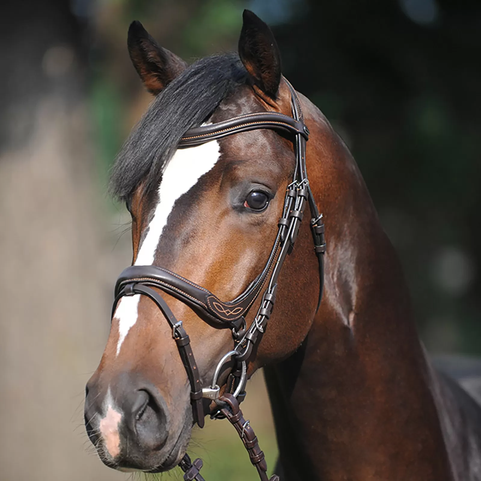 kavalkade Briglie E Chiudibocca | Bridle Ivy, Capezzina Con Flash Brown