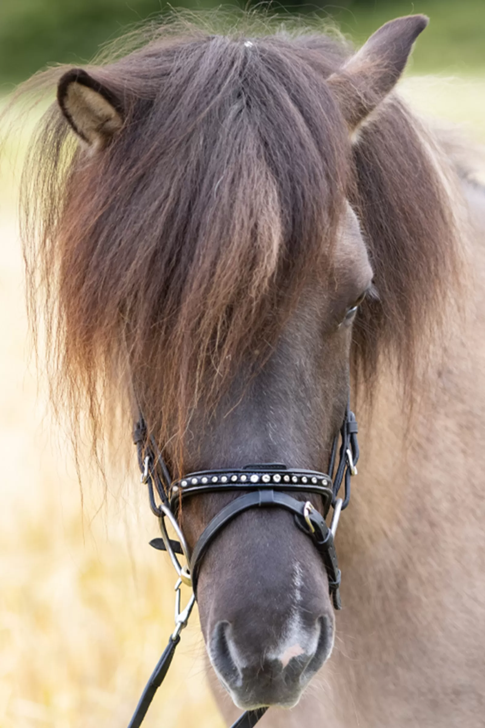 kavalkade Briglie E Chiudibocca | Glansandi English Noseband For Kjartan Icelandic Bridle Black