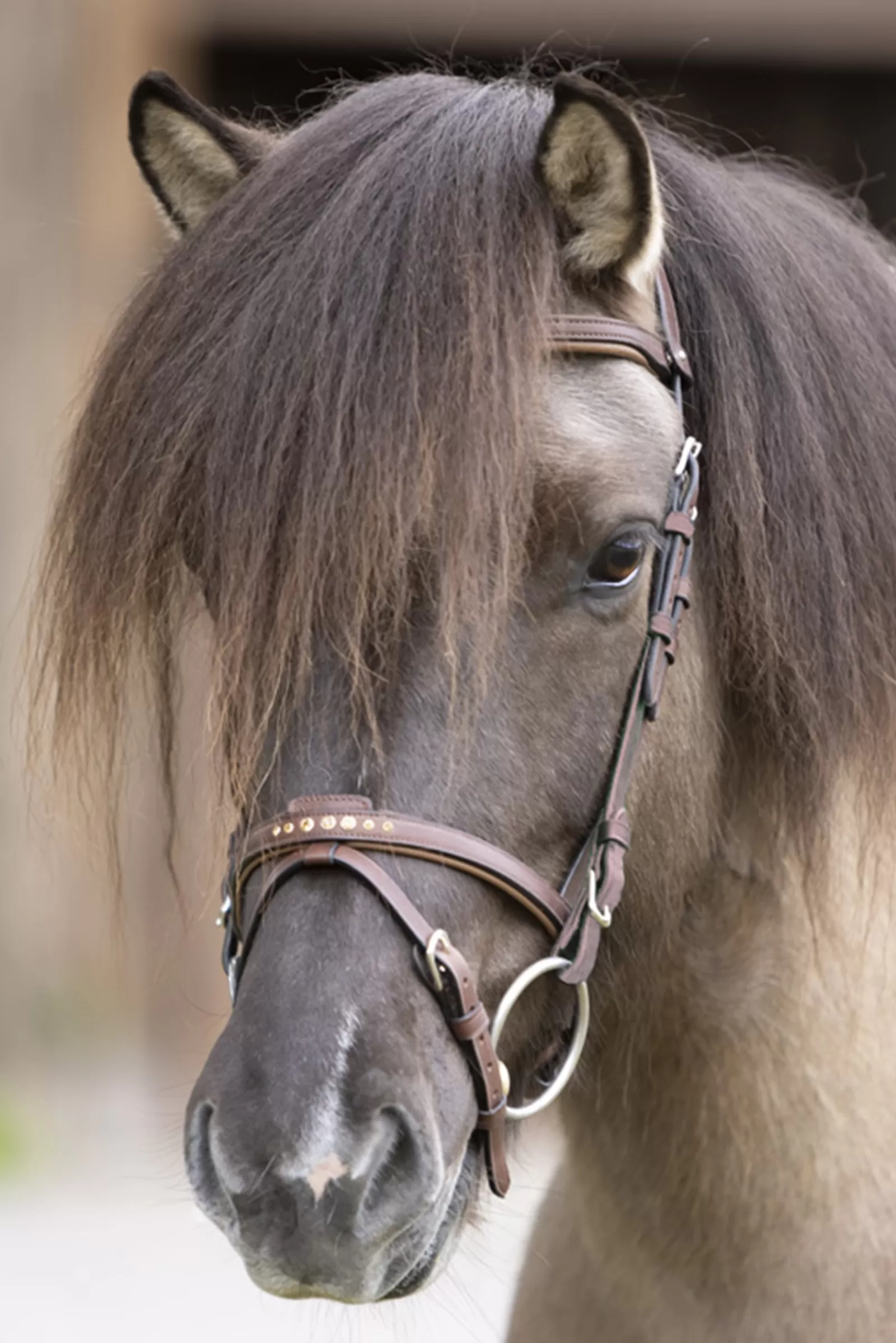 kavalkade Briglie E Chiudibocca | Gull English Noseband For Aradis Icelandic Bridle Brown