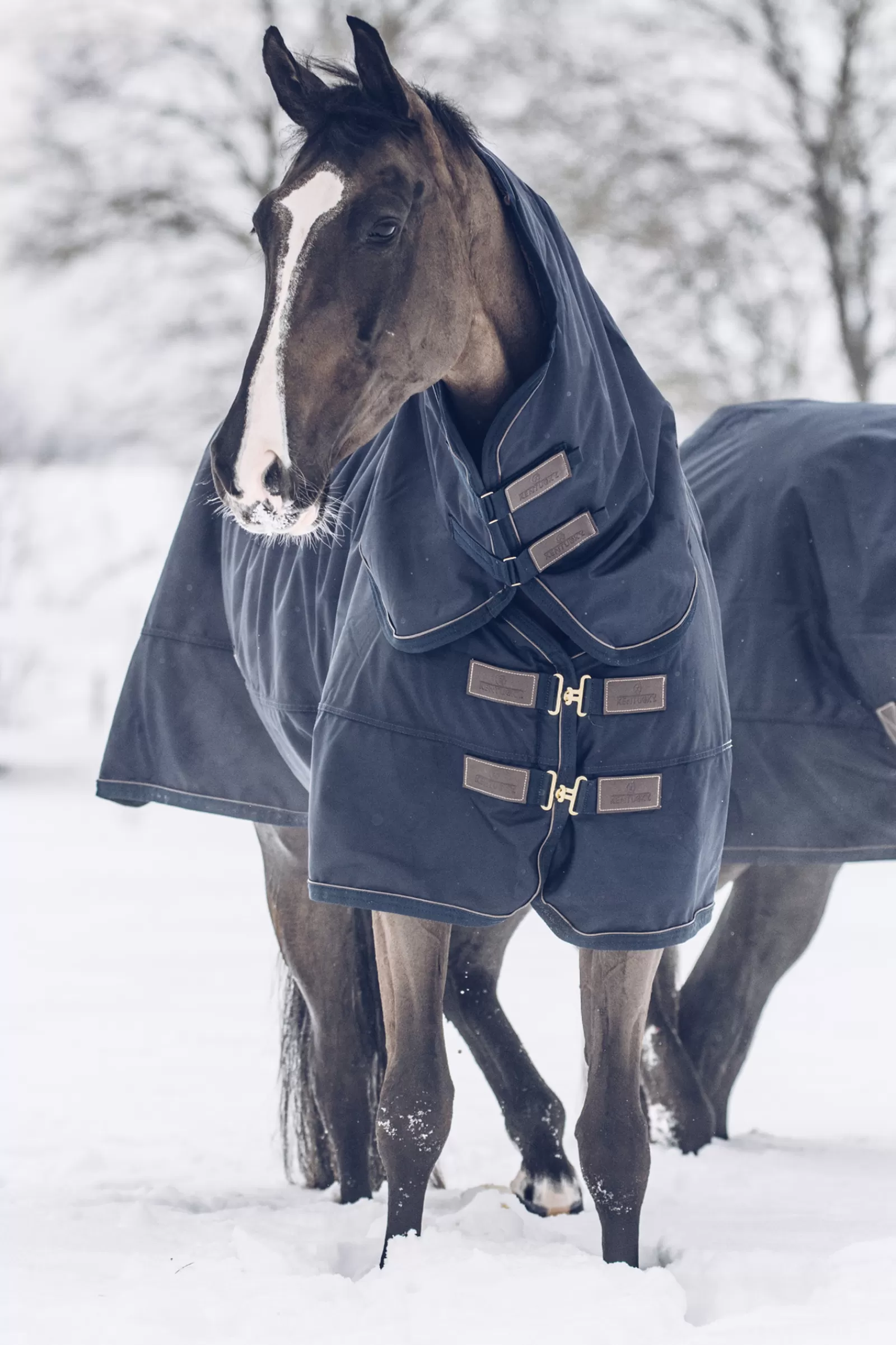 Horsewear Coperta Da Turnout All Weather Waterproof Classic, 300 Gr>kentucky New