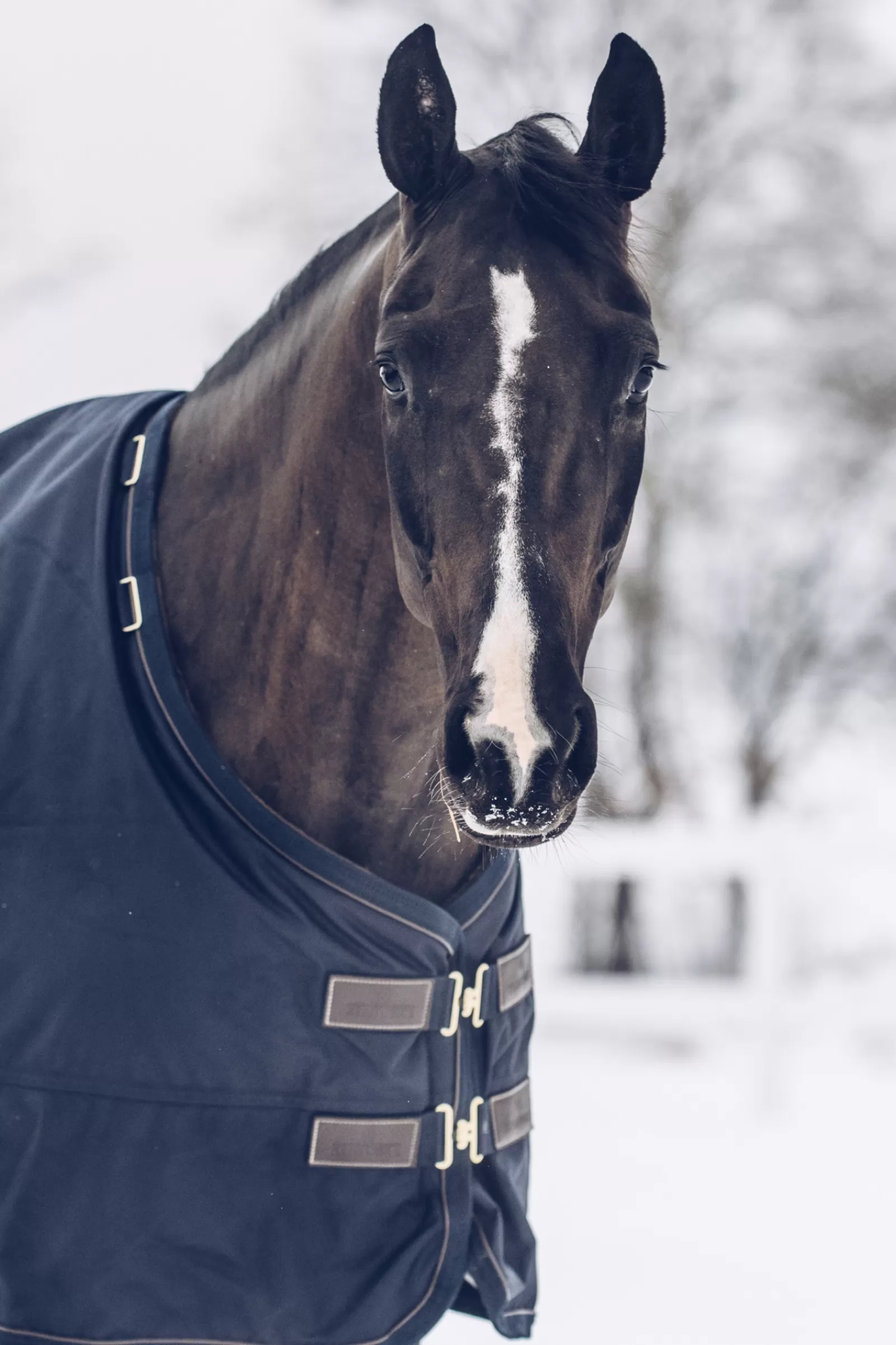 Horsewear Coperta Da Turnout All Weather Waterproof Classic, 300 Gr>kentucky New