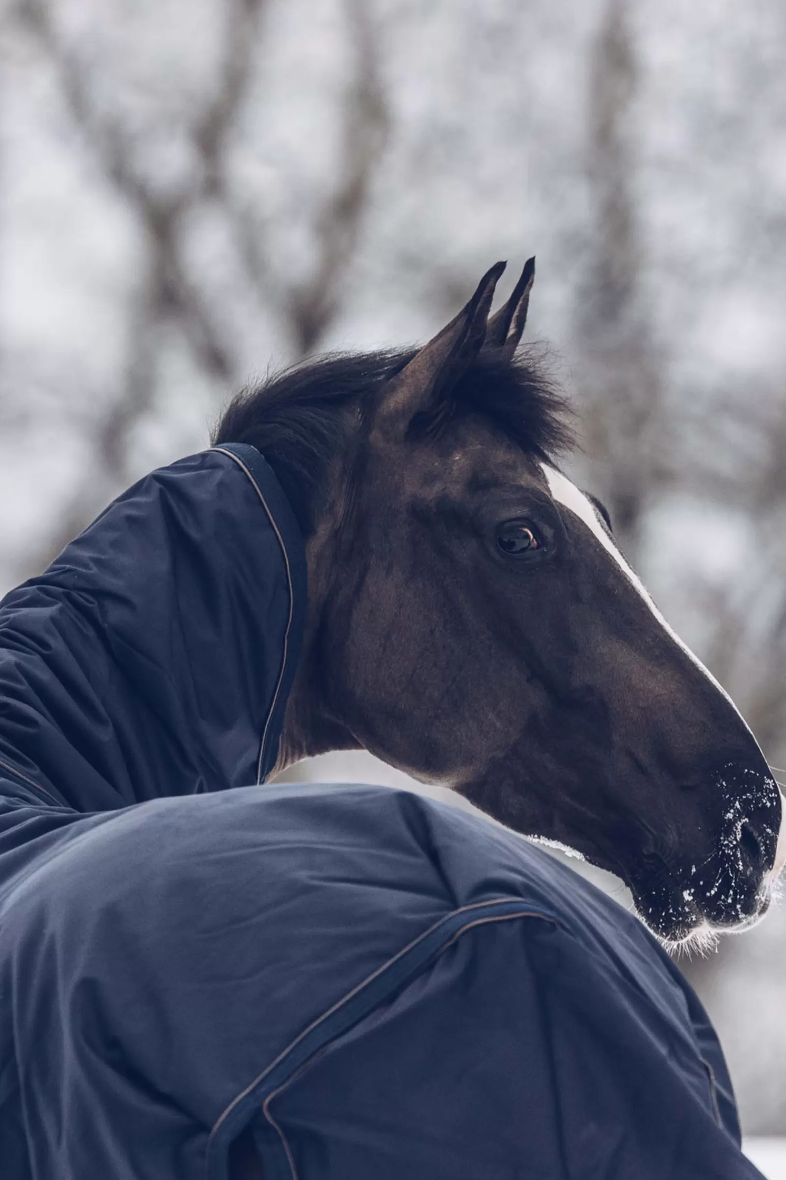 Horsewear Coperta Da Turnout All Weather Waterproof Classic, 300 Gr>kentucky New