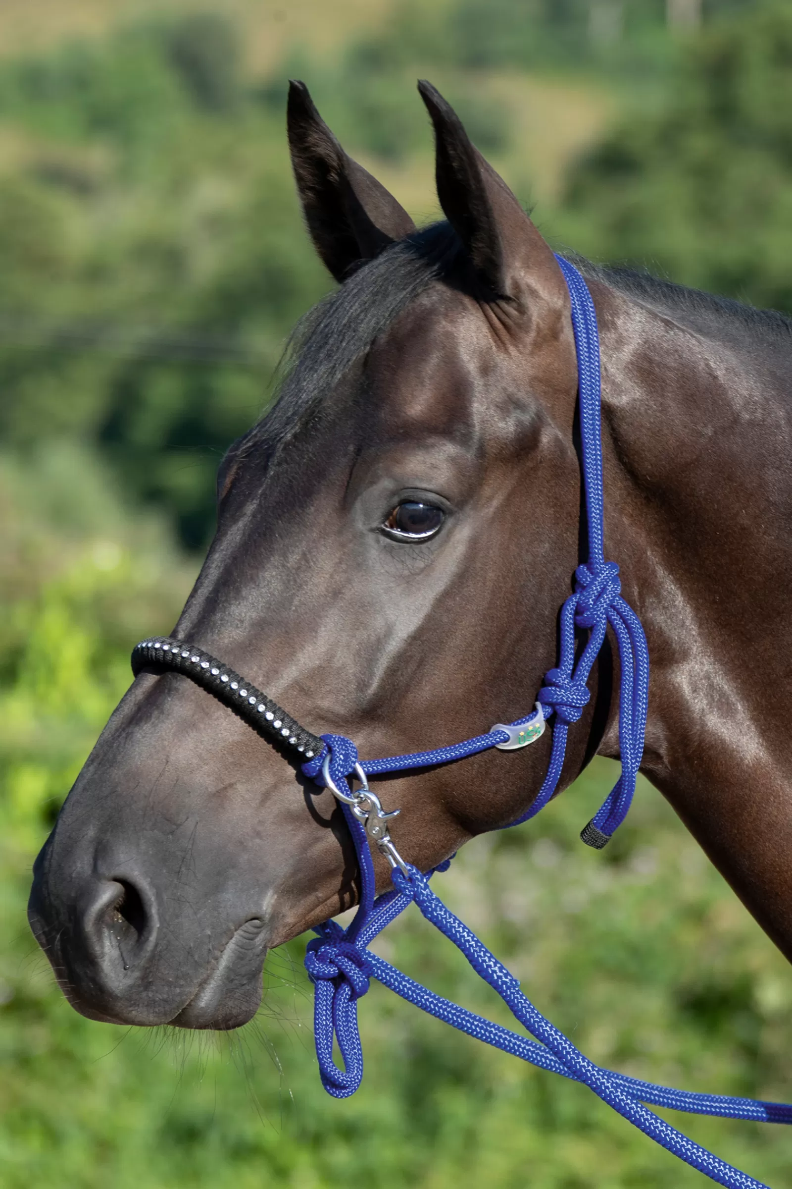 Knotted Rope Halter With Reins>usg Fashion