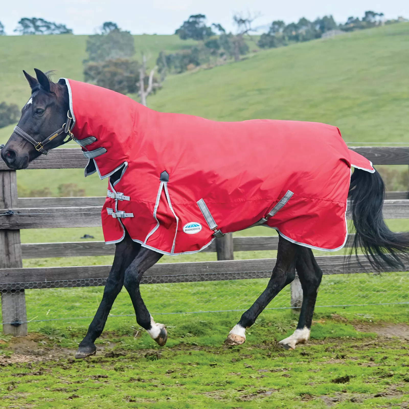 Comfitec Classic Coperta Combo Da Turnout Con Collo, 100 Gr>weatherbeeta Best
